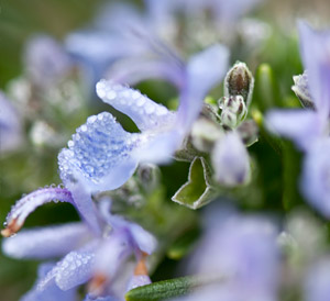 Bachblüten